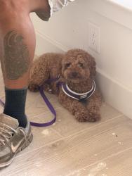 Lost Female Dog last seen Tamarron community, Fulshear, TX 77423