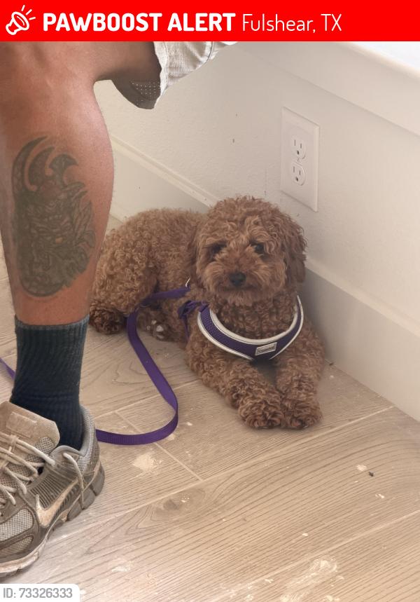 Lost Female Dog last seen Tamarron community, Fulshear, TX 77423