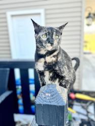 Lost Female Cat last seen Ingraham st, Port Charlotte, FL 33981