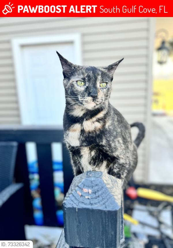 Lost Female Cat last seen Ingraham st, Port Charlotte, FL 33981