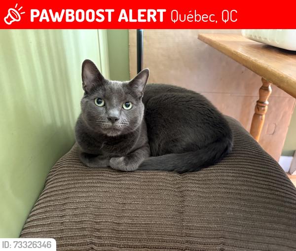 Lost Male Cat last seen Rue de Quito, Québec, QC 