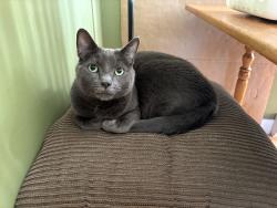 Lost Male Cat last seen Rue de Quito, Québec, QC 