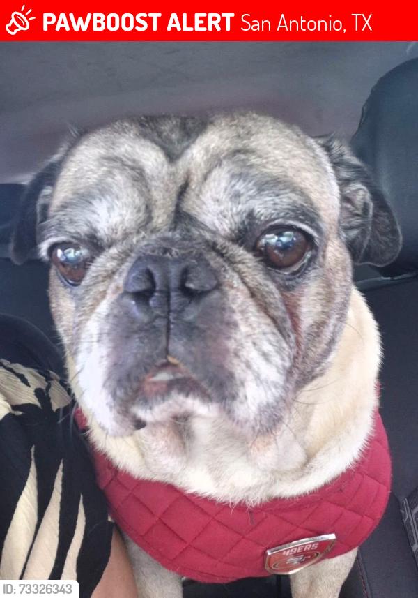 Lost Male Dog last seen Fern Lake 78244, San Antonio, TX 78244
