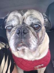 Lost Male Dog last seen Fern Lake 78244, San Antonio, TX 78244