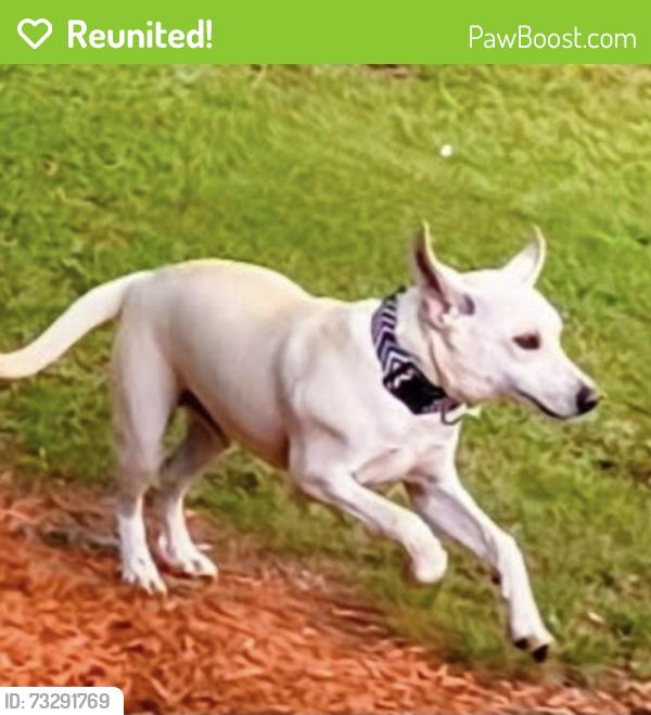 Reunited Male Dog last seen Bates rd marietta sc, Greenville County, SC 29661