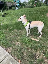 Lost Female Dog last seen Twin lane S Twisting lane, North Wantagh, NY 11793