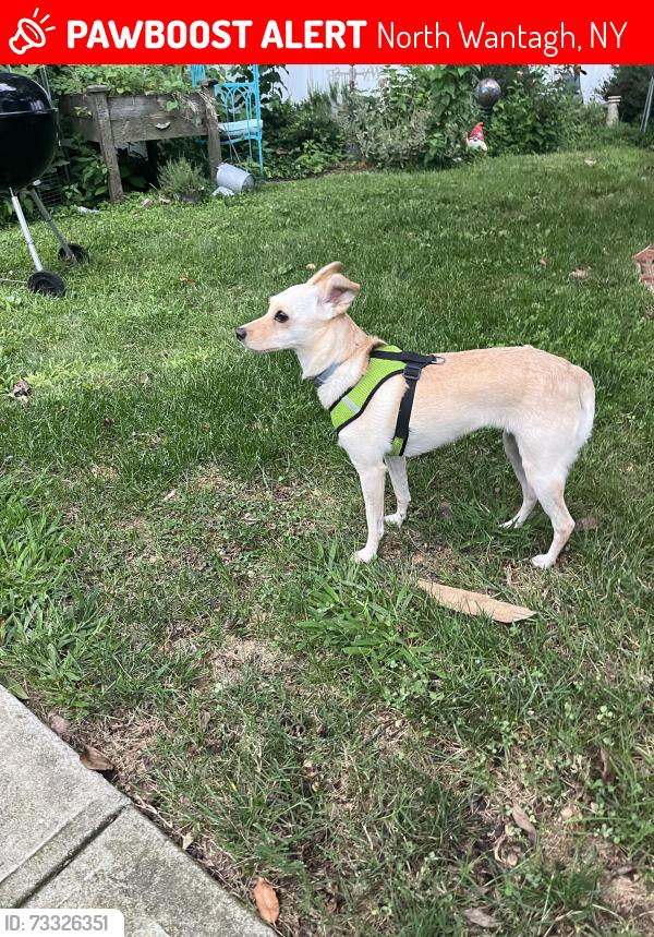 Lost Female Dog last seen Twin lane S Twisting lane, North Wantagh, NY 11793