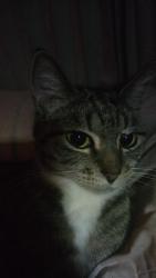 Reunited Female Cat last seen Colours are near the gardens BMX tracks tarks, Victoria Point, QLD 4165