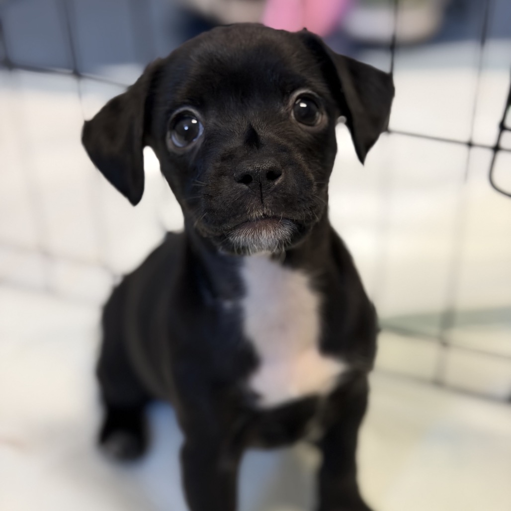 Shelter Stray Female Dog last seen , 3612 11th Ave, Los Angeles, CA 90018, USA