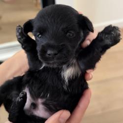 Shelter Stray Male Dog last seen , 3612 11th Ave, Los Angeles, CA 90018, USA
