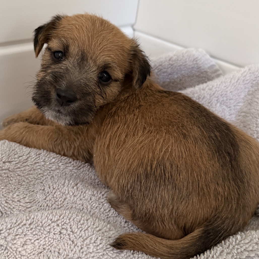 Shelter Stray Male Dog last seen , 3612 11th Ave, Los Angeles, CA 90018, USA
