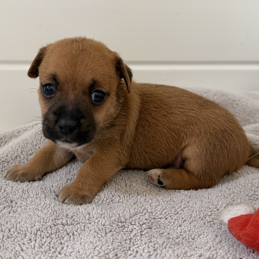 Shelter Stray Male Dog last seen , 3612 11th Ave, Los Angeles, CA 90018, USA