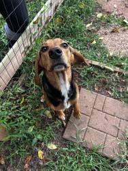 Found/Stray Male Dog last seen Summerduck road, Fauquier County, VA 22742