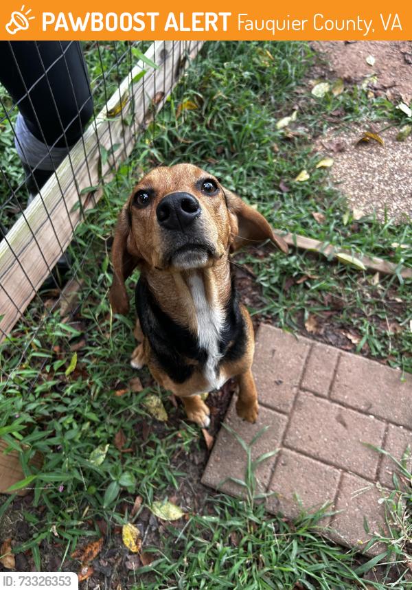 Found/Stray Male Dog last seen Summerduck road, Fauquier County, VA 22742