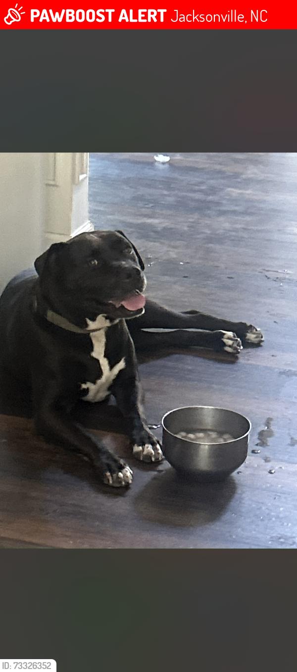 Lost Male Dog last seen North woods drive, Jacksonville, NC 28540