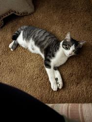Lost Male Cat last seen Southtown trailer park, Indianapolis, IN 46227