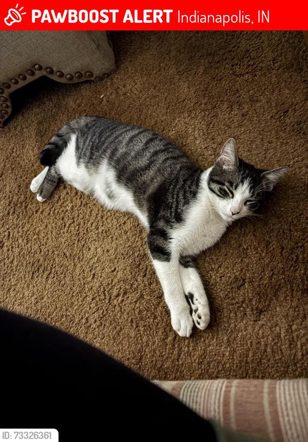 Lost Male Cat last seen Southtown trailer park, Indianapolis, IN 46227