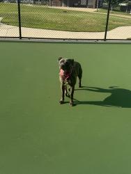 Reunited Female Dog last seen South Mattis and stonegate, Champaign, IL 61820