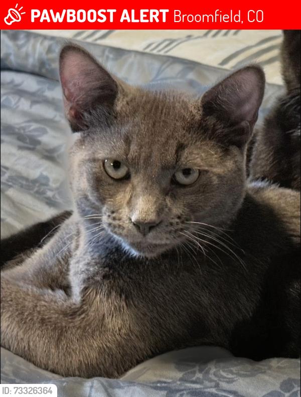 Lost Male Cat last seen 134th Circle and Alcott, Broomfield, CO 80020