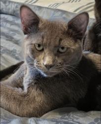 Lost Male Cat last seen 134th Circle and Alcott, Broomfield, CO 80020
