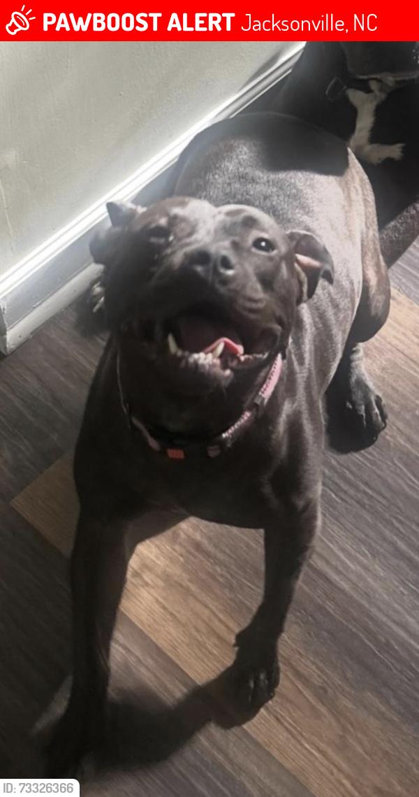 Lost Female Dog last seen Northwoods drive, Jacksonville, NC 28540