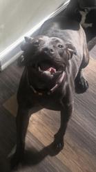 Lost Female Dog last seen Northwoods drive, Jacksonville, NC 28540