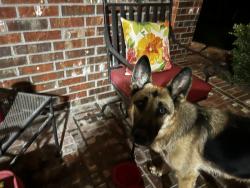Found/Stray Female Dog last seen FM 544 across from Bozeman Farms, Wylie, TX 75098