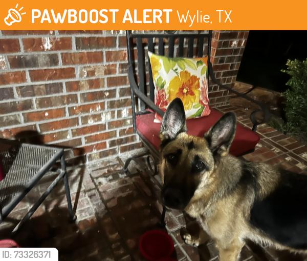 Found/Stray Female Dog last seen FM 544 across from Bozeman Farms, Wylie, TX 75098
