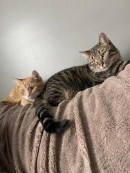 Lost Male Cat last seen Dublin rd and Moore rd, Delaware, OH 43015