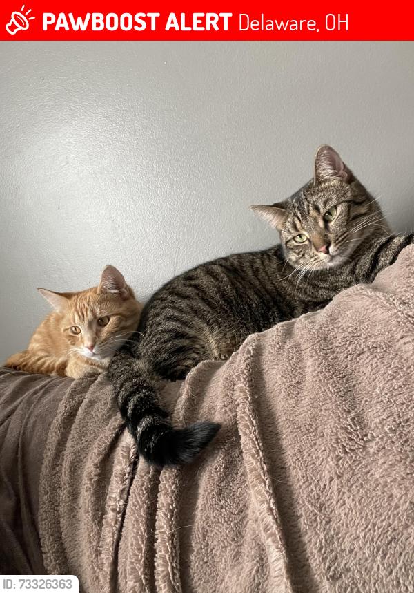 Lost Male Cat last seen Dublin rd and Moore rd, Delaware, OH 43015