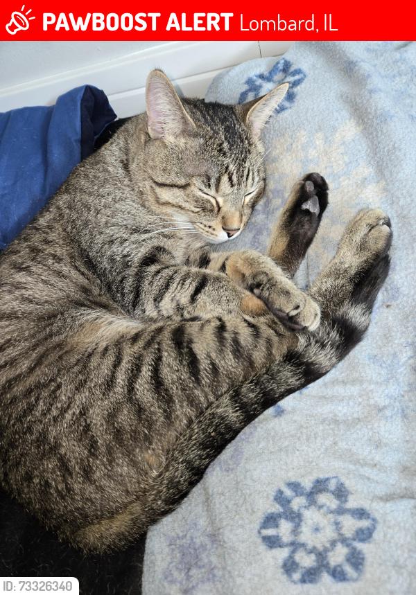Lost Male Cat last seen E grove st & st charles rd, Lombard, IL 60148