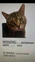 Lost Male Cat last seen Thorsby place, cleethorpes, North East Lincolnshire, England DN35 9JS