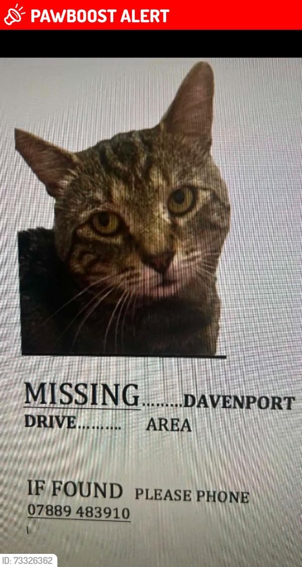 Lost Male Cat last seen Thorsby place, cleethorpes, North East Lincolnshire, England DN35 9JS
