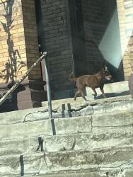 Found/Stray Unknown Dog last seen Near Parkson pl, Cincinnati, OH 45204