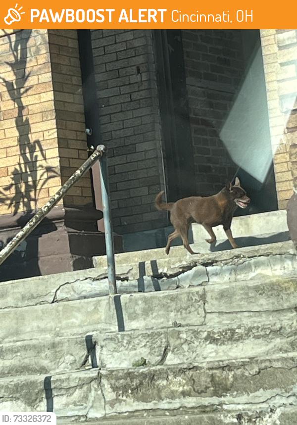 Found/Stray Unknown Dog last seen Near Parkson pl, Cincinnati, OH 45204