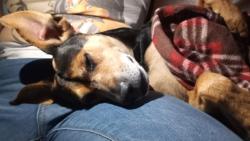 Reunited Male Dog last seen Harris Avenue, Sacramento, CA 95838