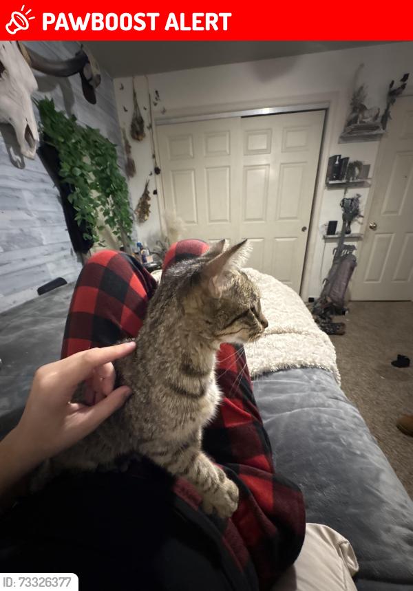 Lost Female Cat last seen Lakeshore, New Washoe City, NV 89704