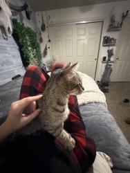 Lost Female Cat last seen Lakeshore, New Washoe City, NV 89704
