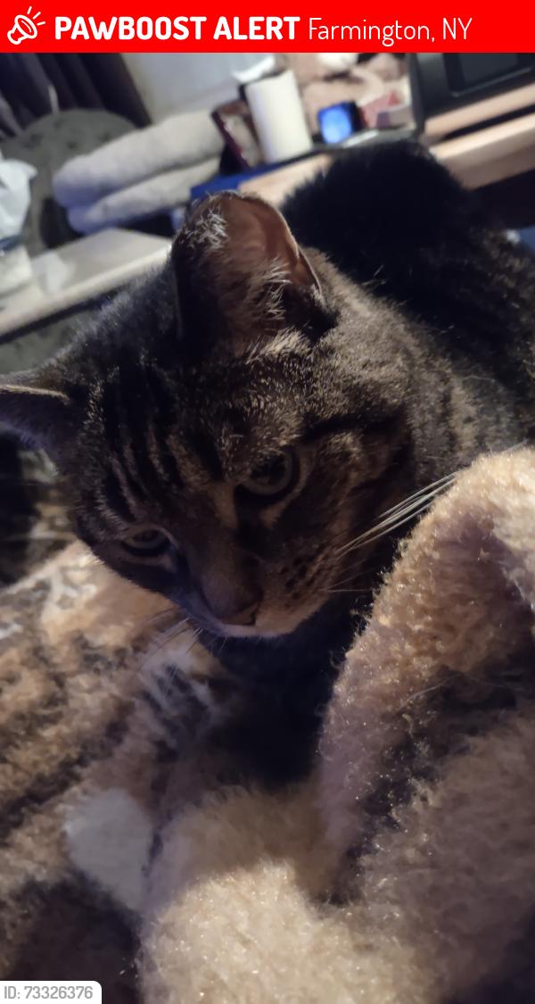 Lost Female Cat last seen Bryne Dairy, Farmington, NY 14425
