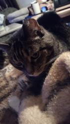Lost Female Cat last seen Bryne Dairy, Farmington, NY 14425