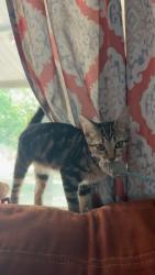 Lost Female Cat last seen s 8th ave and everett dr, Paragould, AR 72450