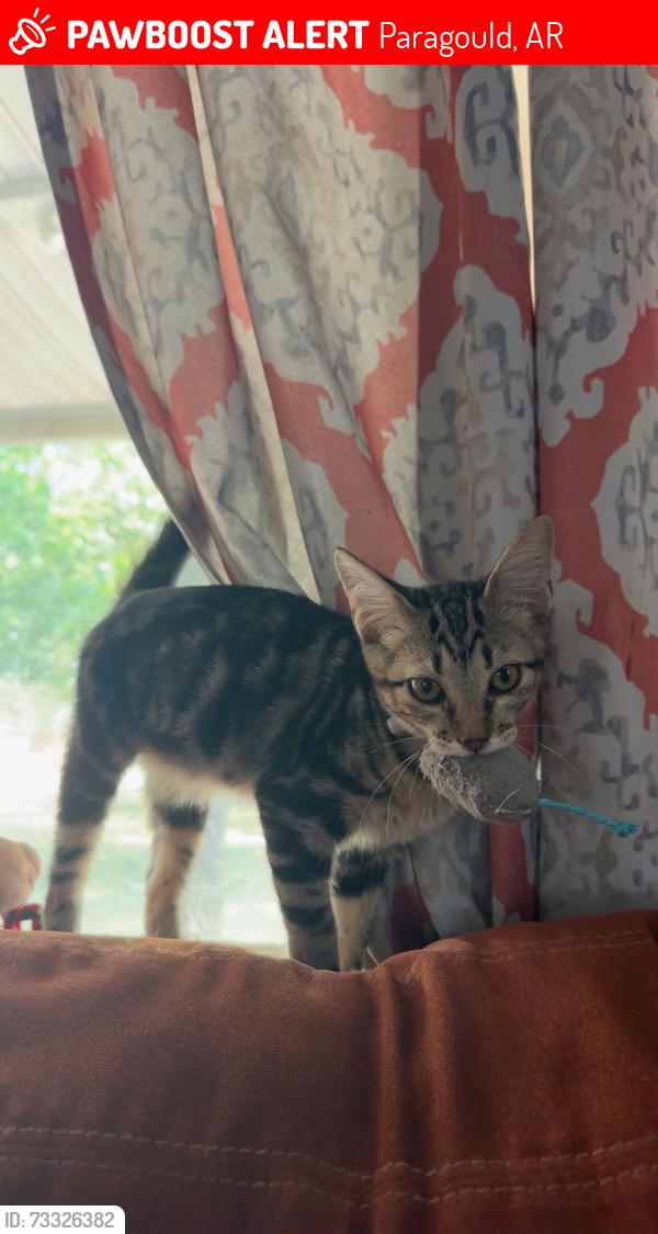Lost Female Cat last seen s 8th ave and everett dr, Paragould, AR 72450