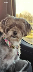 Lost Female Dog last seen Custer and central park blvd, Monroe, MI 48162