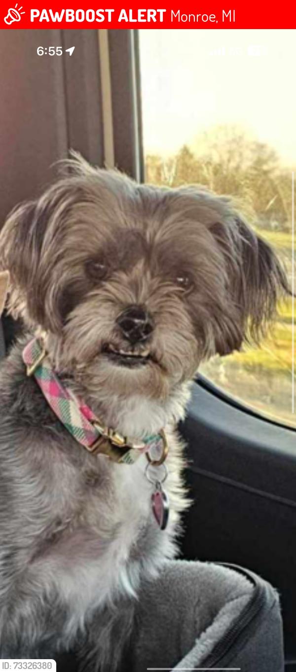 Lost Female Dog last seen Custer and central park blvd, Monroe, MI 48162