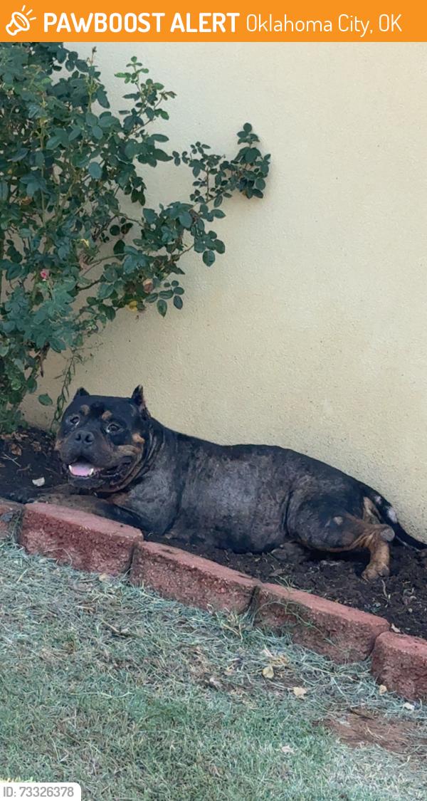 Found/Stray Male Dog last seen Near sw 35th and Kentucky ave, Oklahoma City, OK 73119