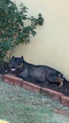 Found/Stray Male Dog last seen Near sw 35th and Kentucky ave, Oklahoma City, OK 73119