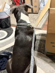 Found/Stray Unknown Dog last seen Grandpoint highway, St. Martin Parish, LA 70517