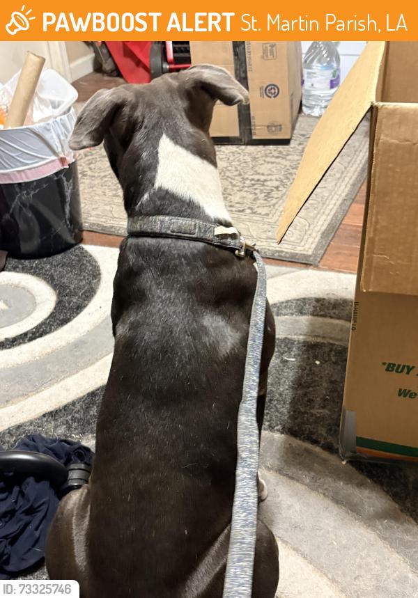 Found/Stray Unknown Dog last seen Grandpoint highway, St. Martin Parish, LA 70517