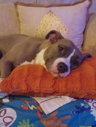 Lost Female Dog last seen creekside, Reidsville, NC 27320