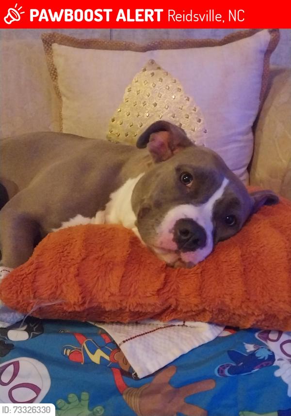 Lost Female Dog last seen creekside, Reidsville, NC 27320